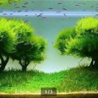 Guppy e muschio di java