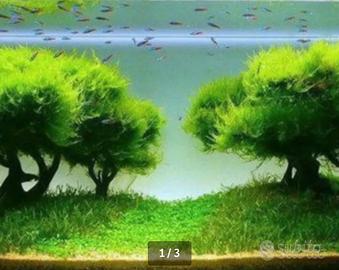 Guppy e muschio di java