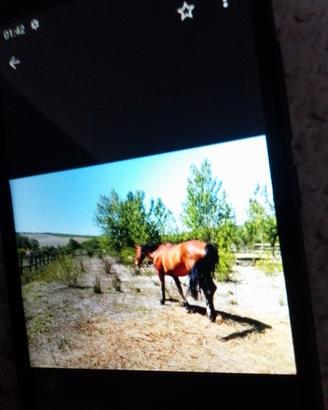 Cavallo