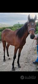 Cavalla