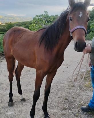 Cavalla