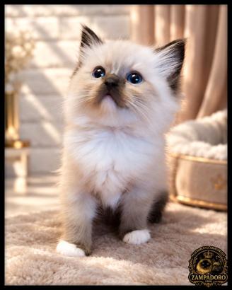 Ragdoll cuccioli con pedegree