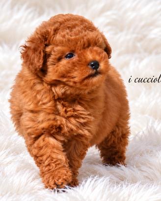Barboncino toy red