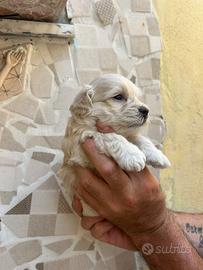 Maltese