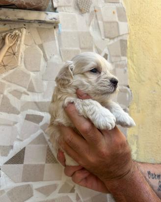 Maltese