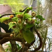 Lumache planorbarius
