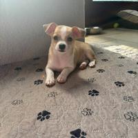 Cucciolo chihuahua pelo corto