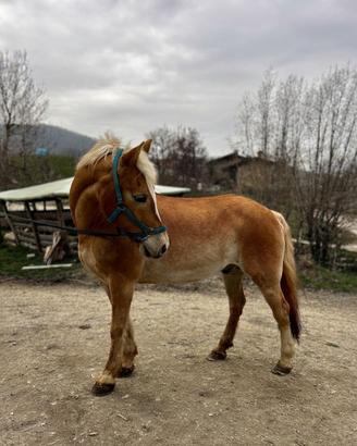Cavallo per principianti