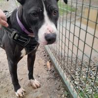 Alice la cucciola di amstaff