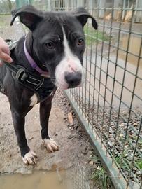 Alice la cucciola di amstaff