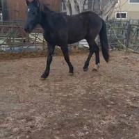 Cavallo tpr per frisone