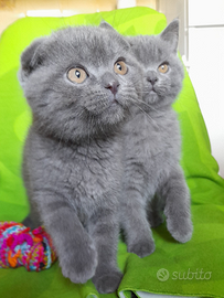 Cuccioli Scottish fold e Scottish straight