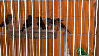 Cardinalini del venezuela