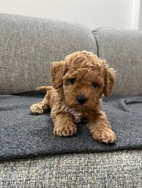 Maltipoo