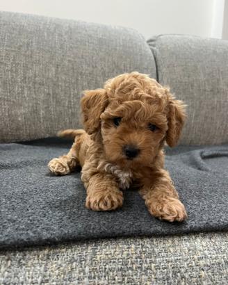 Maltipoo