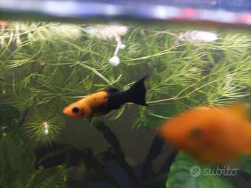 10 avanotti molly 10 euro