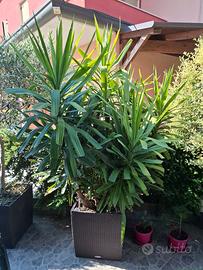 Yucca tronchetto della felicità 