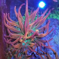 3 anemoni tricolor 70 euro i blocco