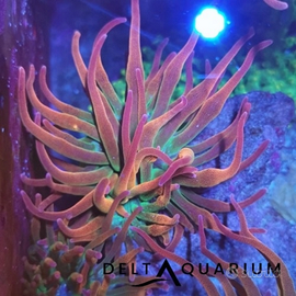 3 anemoni tricolor 70 euro i blocco