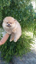 cuccioli di Spitz 