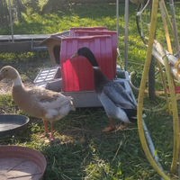 Maschi di anatra germano e corritrici indiana