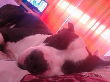 Badante pulizie baby sitter