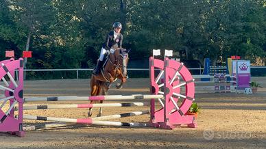 Pony femmina di 9 anni h147