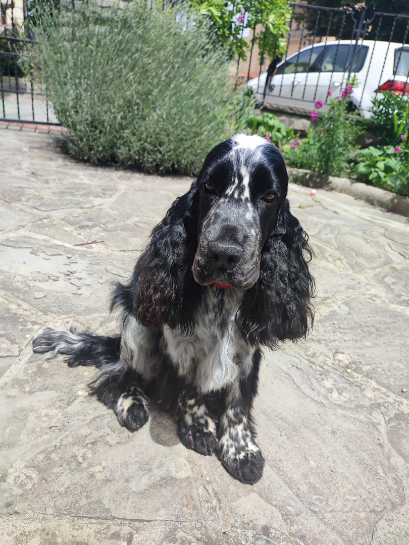 Cocker Spaniel Inglese