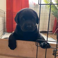 Labrador retriever