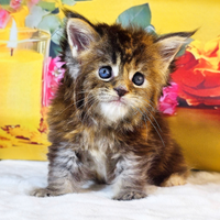 LEGGERE SOTTO PRIMA DI SCRIVERE Maine Coon TOP