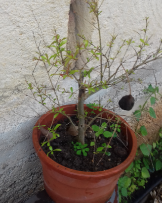 Pianta melograno nano