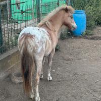 Pony femmina