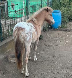 Pony femmina