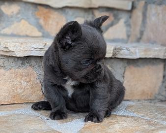 Femmina bulldog francese blu fluffy
