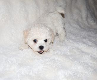 Cuccioli bichon a poil frisé