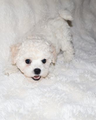 Cuccioli bichon a poil frisé