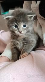 Cuccioli Maine Coon