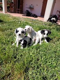 Cani di media taglia