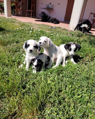 Cani di media taglia