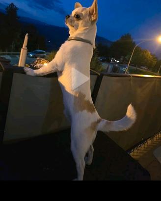 Chihuahua maschio per accoppiamento