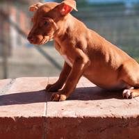 Cuccioli di cirneco dell'Etna
