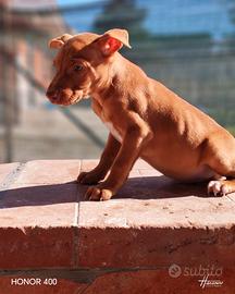 Cuccioli di cirneco dell'Etna