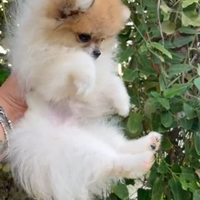 Spitz pomerania toy