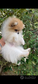 Spitz pomerania toy