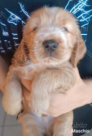 Cuccioli di Cocker