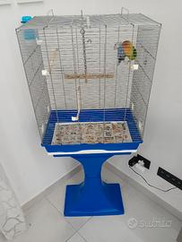 Inseparabili più gabbia 50