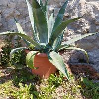 Agave