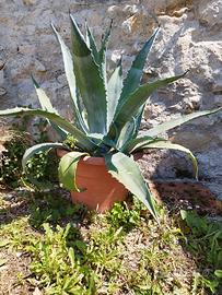 Agave