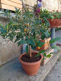 Piante 