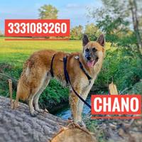 Chano 3 anni taglia medio grande